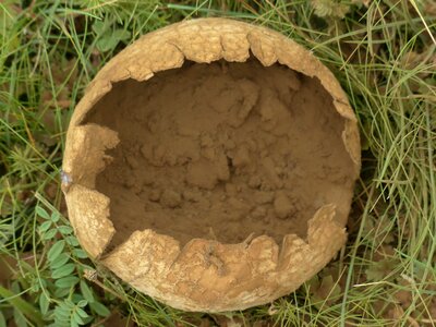 Lycoperdon utriforme bunny bovist panelled large umbrinum