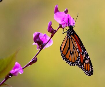 Wings summer colorful photo