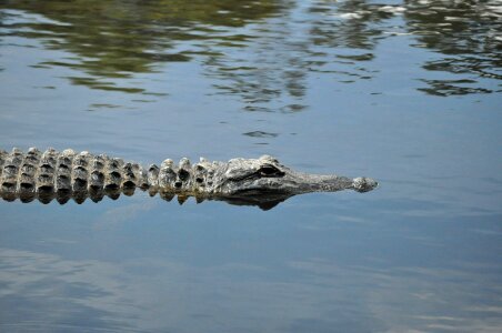 Reptile prehistoric alligator photo