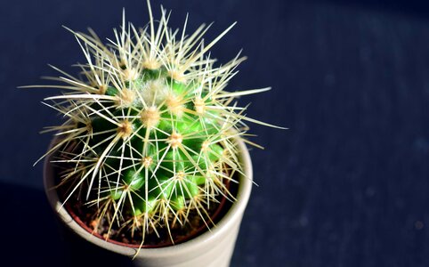 Beautiful Photo cactus dry