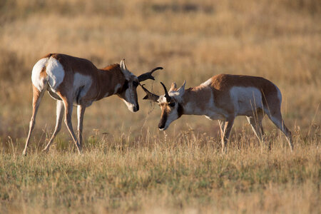 Pronghorn Antelope bucks fight-4