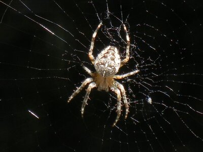 Cobweb insect nature