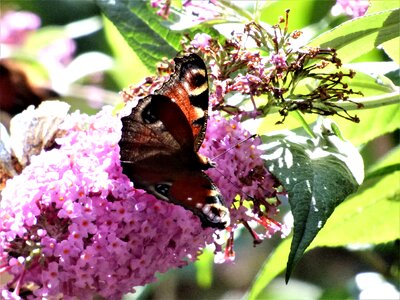 Animal arthropod beautiful