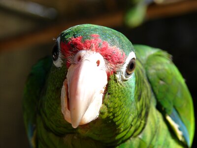Amazon puerto rican green