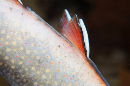Close-up of dead Brook trout-1 photo