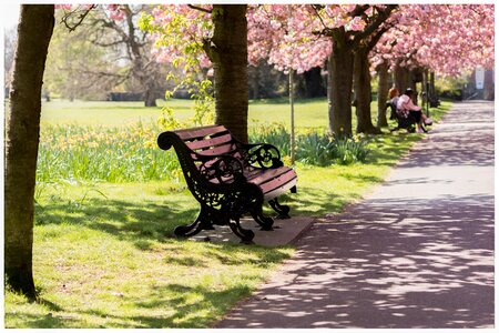 Spring blossom outdoor photo