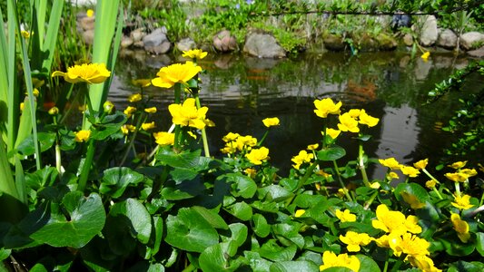 Pond flower water plant
