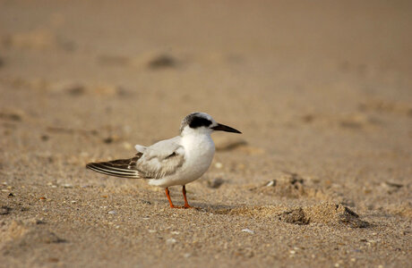 Forster's Tern photo