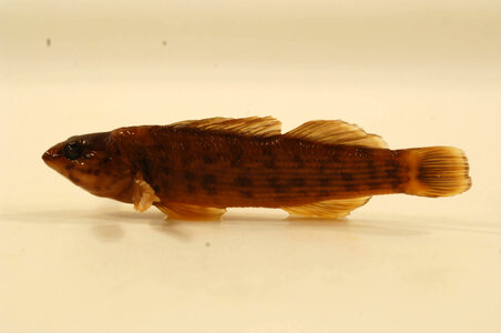 Etheostoma rufilineatum-2