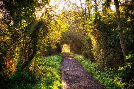 Autumn autumn season countryside photo