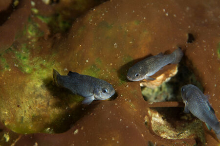 Captive Devils Hole pupfish-1