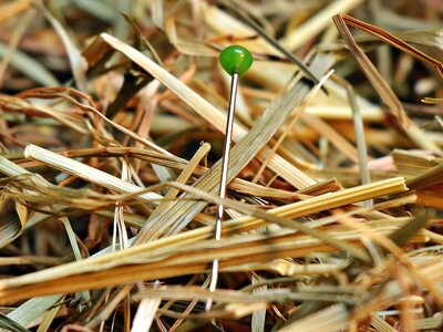 Grass Plants lumber needle