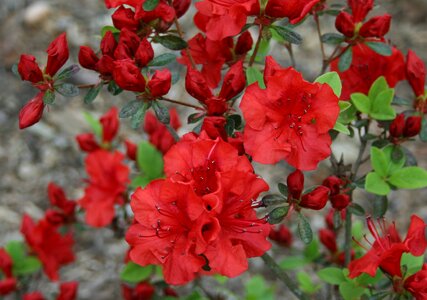 Spring red garden