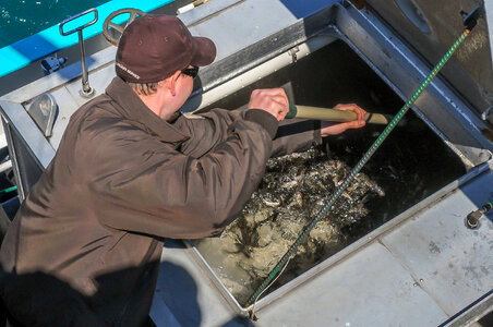 Fisheries worker aboard MV Spencer Baird-2 photo