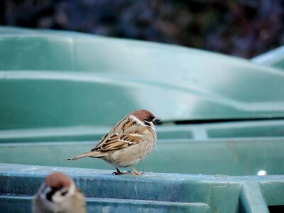 Sparrow beak animal photo