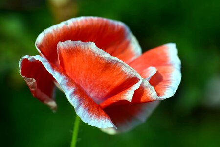 Beautiful Flowers beautiful photo bloom