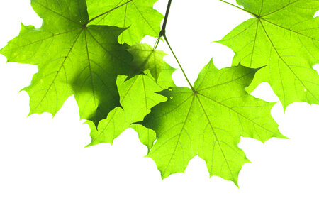 Leaves isolated photo
