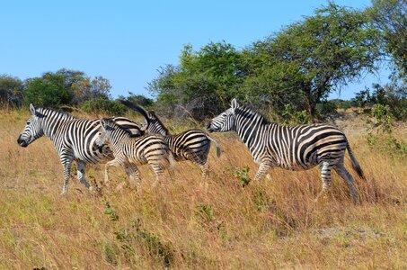 Wild life animals zimbabwe photo