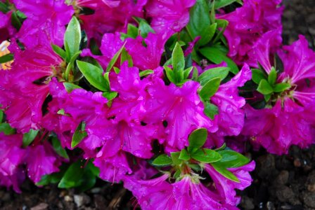 Shrub purple blooming