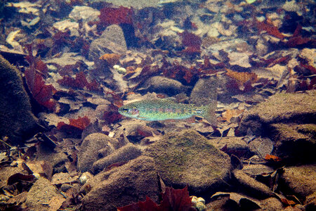 Rainbow Trout-6 photo