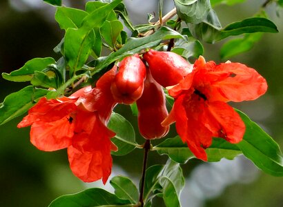 Red dharwad india