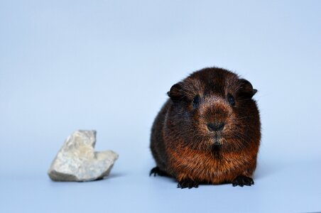 Pet small animals rodent