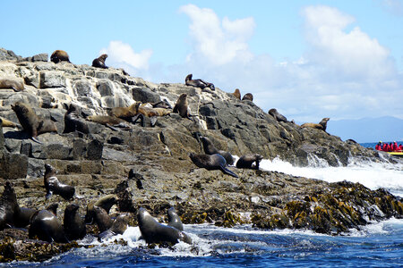 Seals on the rocks of Bruny Island California photo