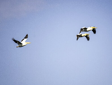 Three Pelicans flying in the air