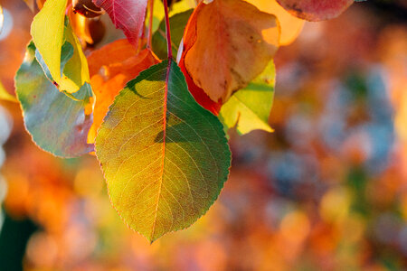 Red and Orange Autumn Leaves photo