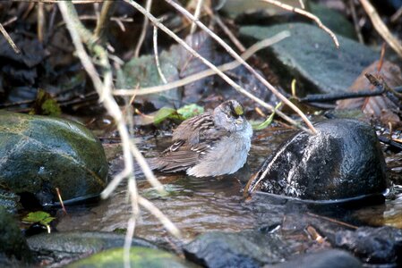 Bird sparrow water