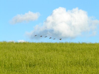 Wild geese flock of birds formation