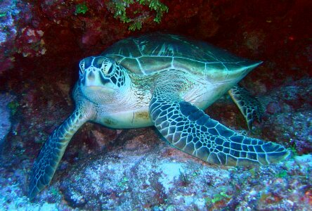Water underwater sea-life