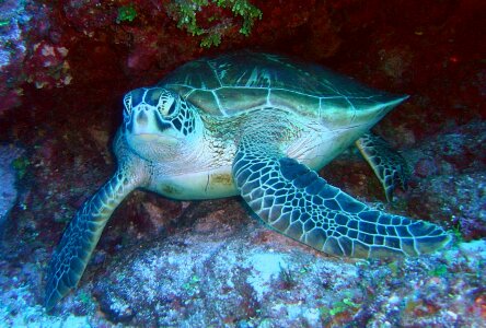 Water underwater sea-life photo