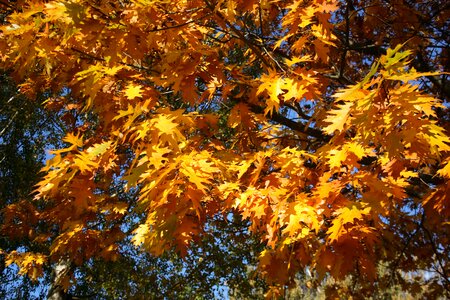 Fall foliage yellow tree