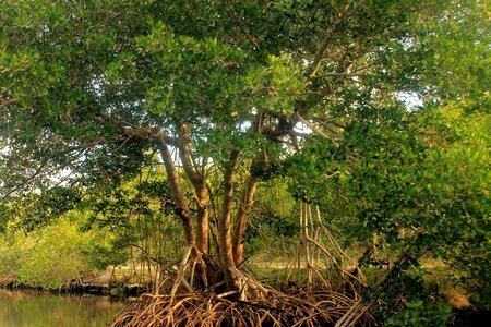 Beautiful Photo exotic mangrove