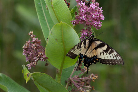 Eastern tiger swallowtail feeds on common milkweed photo