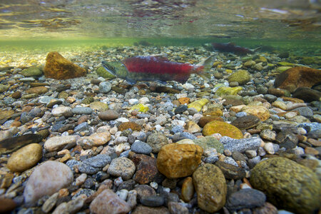 Sockeye salmon-1