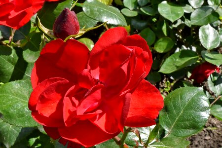 Beautiful Flowers red roses photo