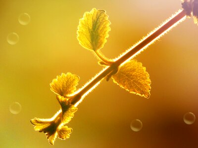 Branch leaves lighting