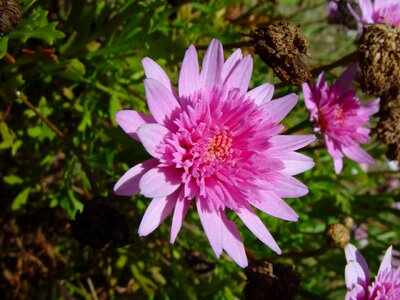 Bloom pink 