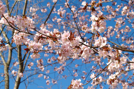 88 Cherry tree