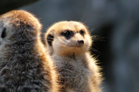 Nature animal mammal