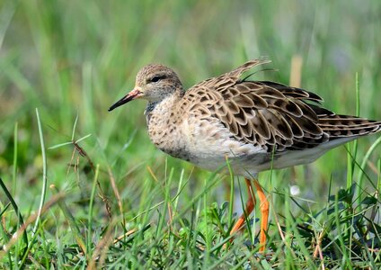 Animal aquatic bird avian