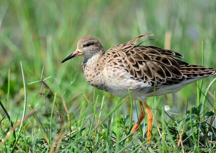 Animal aquatic bird avian photo