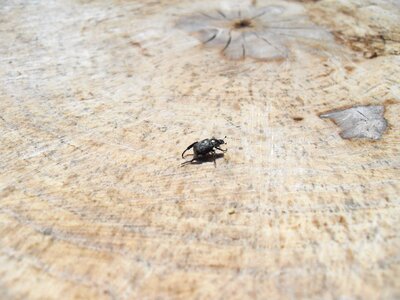 Black little stump