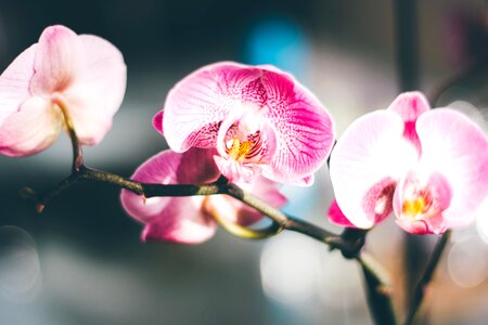 Beautiful Flowers bloom blooming