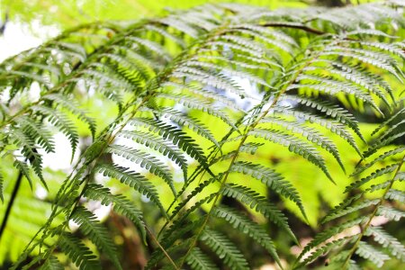 Plant natural botanical