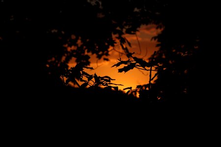 Tree sky environment photo