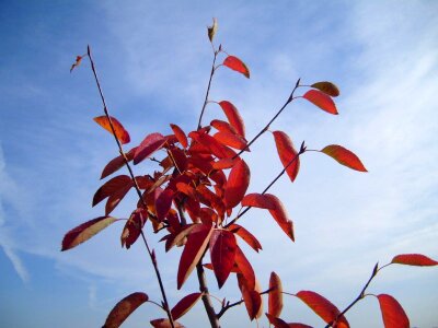 Autumn tree 