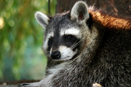 Fur brown furry